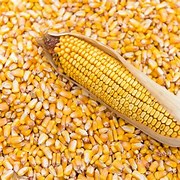 Maize grains
